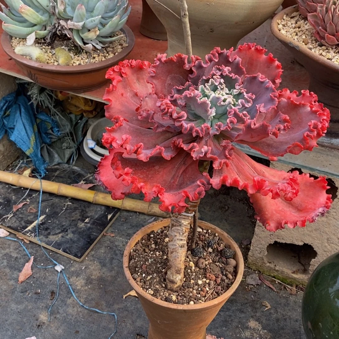 红珊瑚一物一拍一物一拍