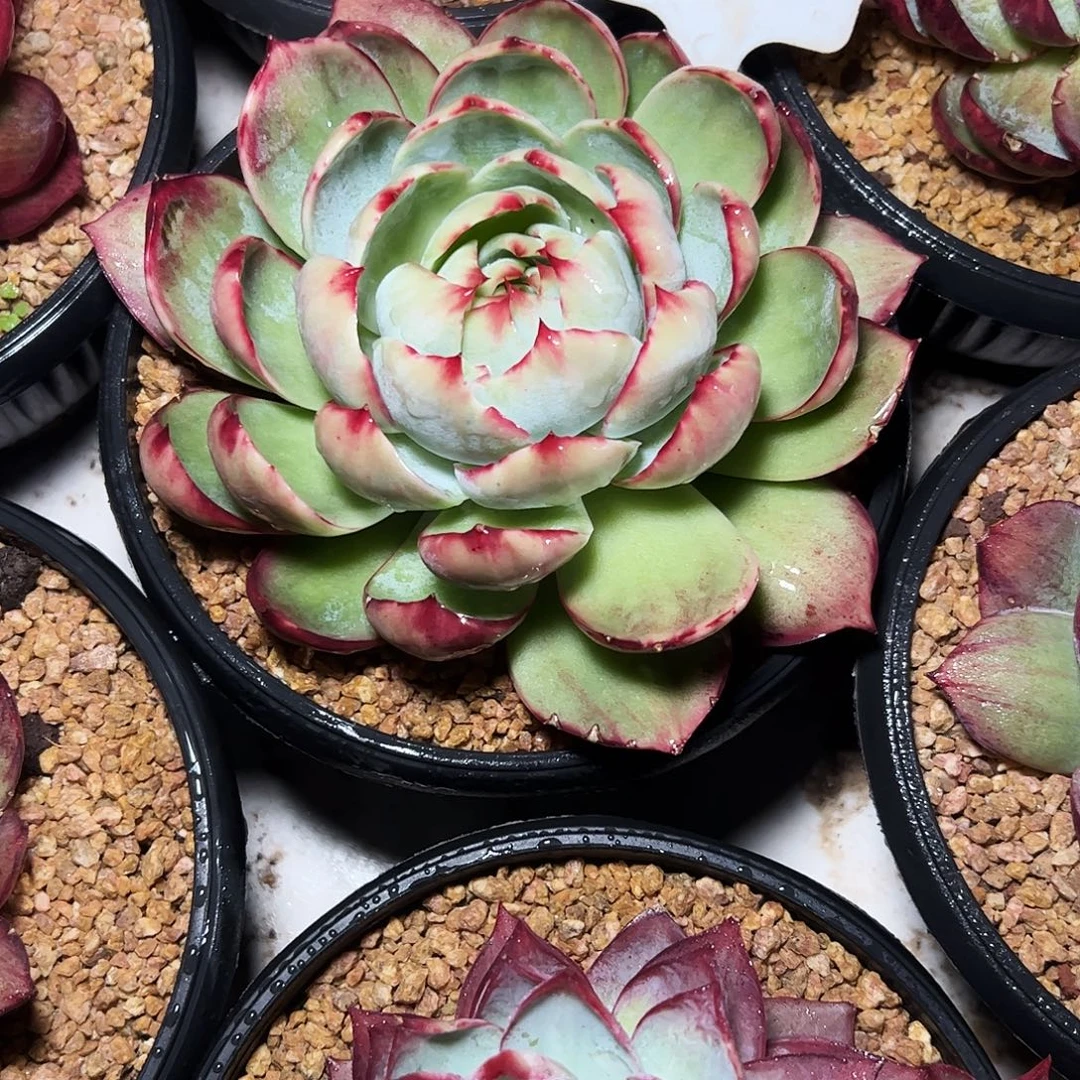 淳***甜惊鸿仙子一物一拍2122号