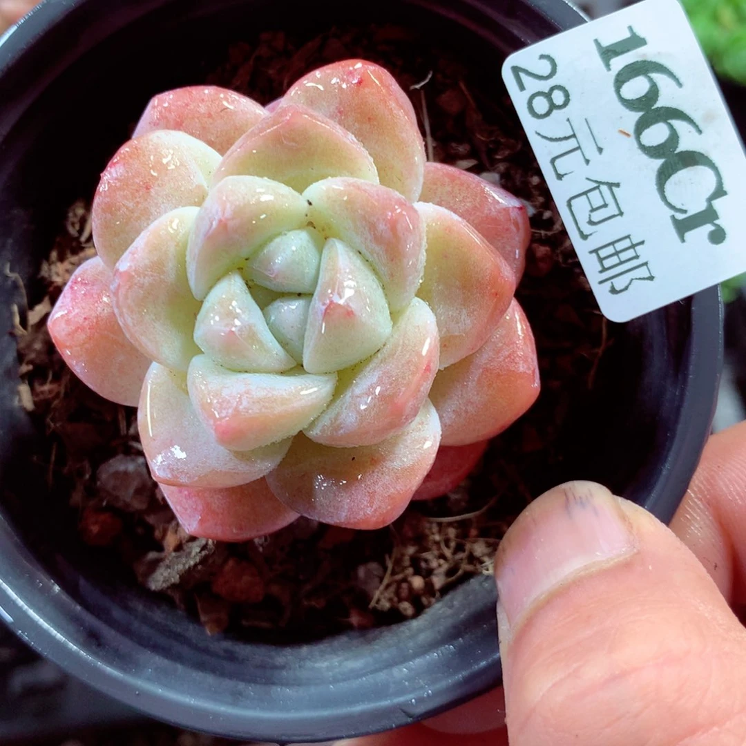 5厘米盆精控多肉166