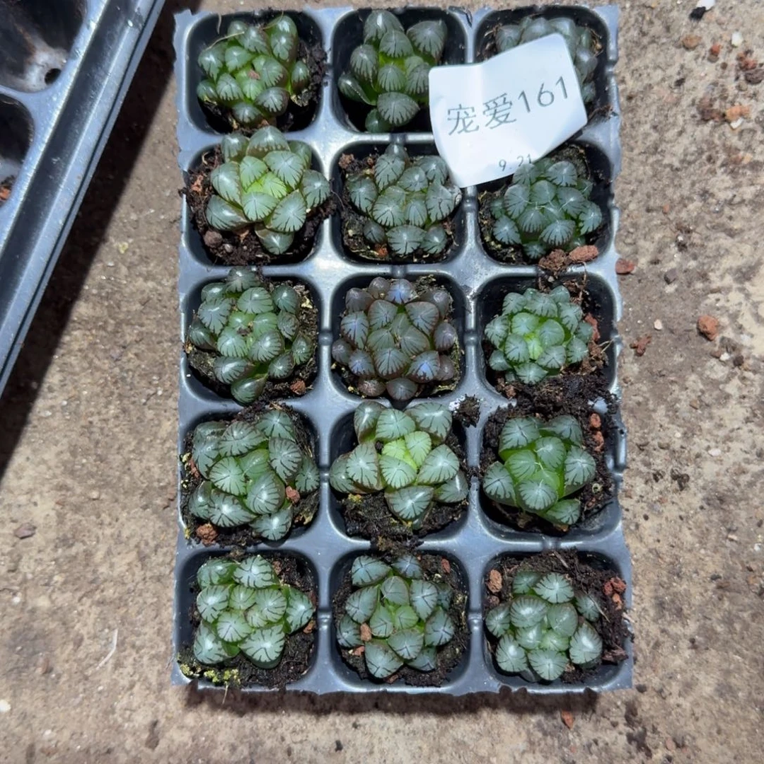 直播福利一物一拍161