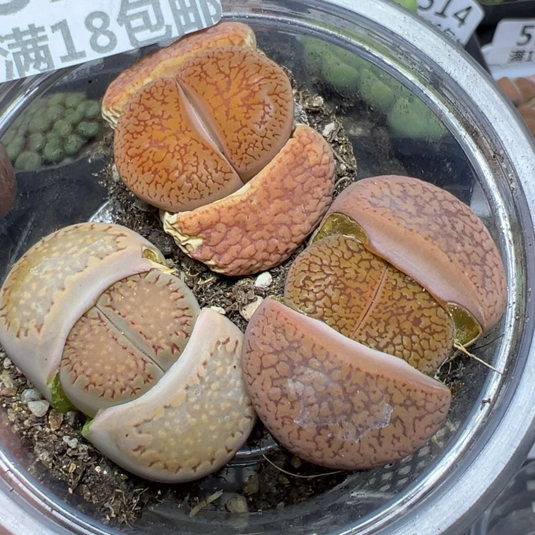 【闪购商品】 516.