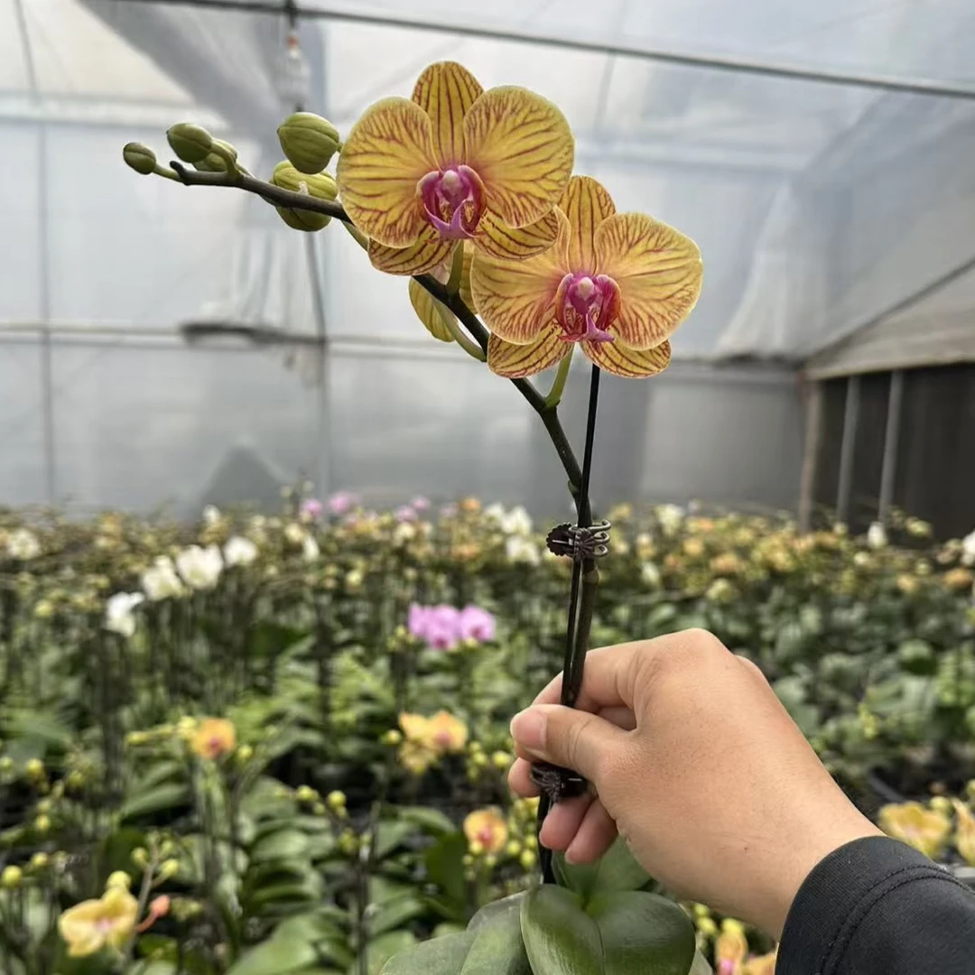 蝴蝶兰—芭比娃娃(任意两颗包邮只拍一颗发苗)