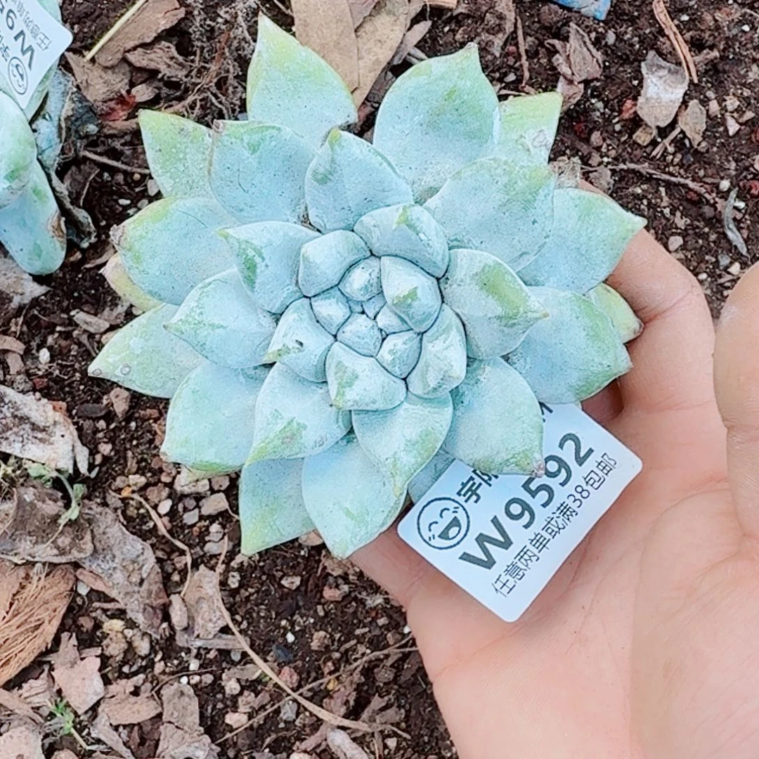 9592苹果拇指仙女杯多肉