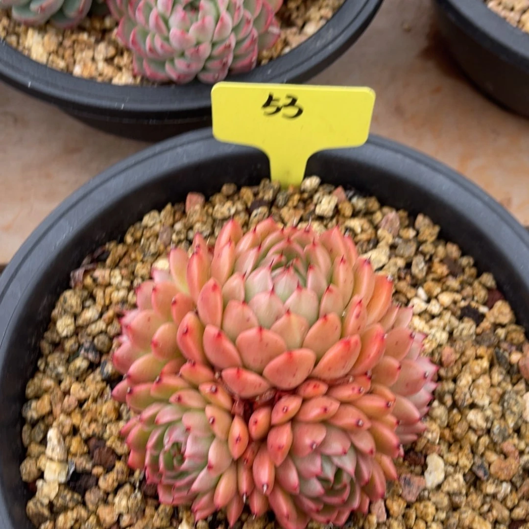 53杂交群生冠幅10一物一拍