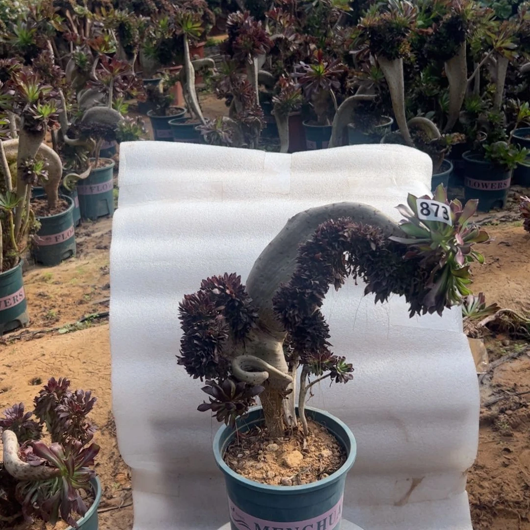 微瑕疵黑缀873高度35厘米