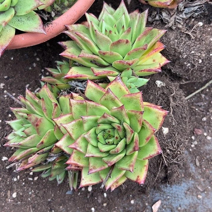 无花朵口红。
