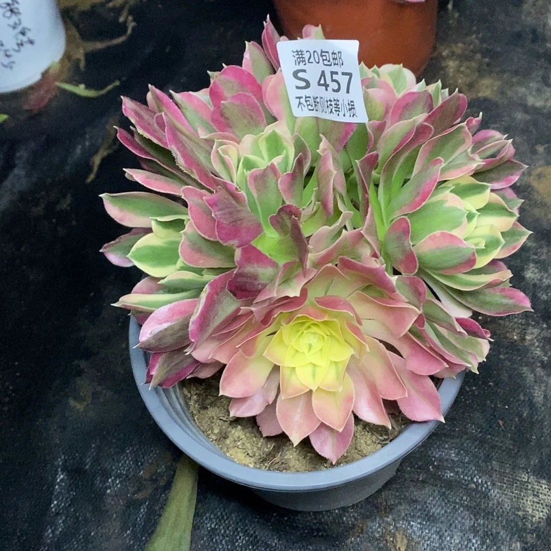 457雨花石多肉有砍