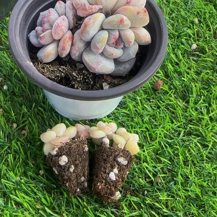 南***.203号乔木的三颗