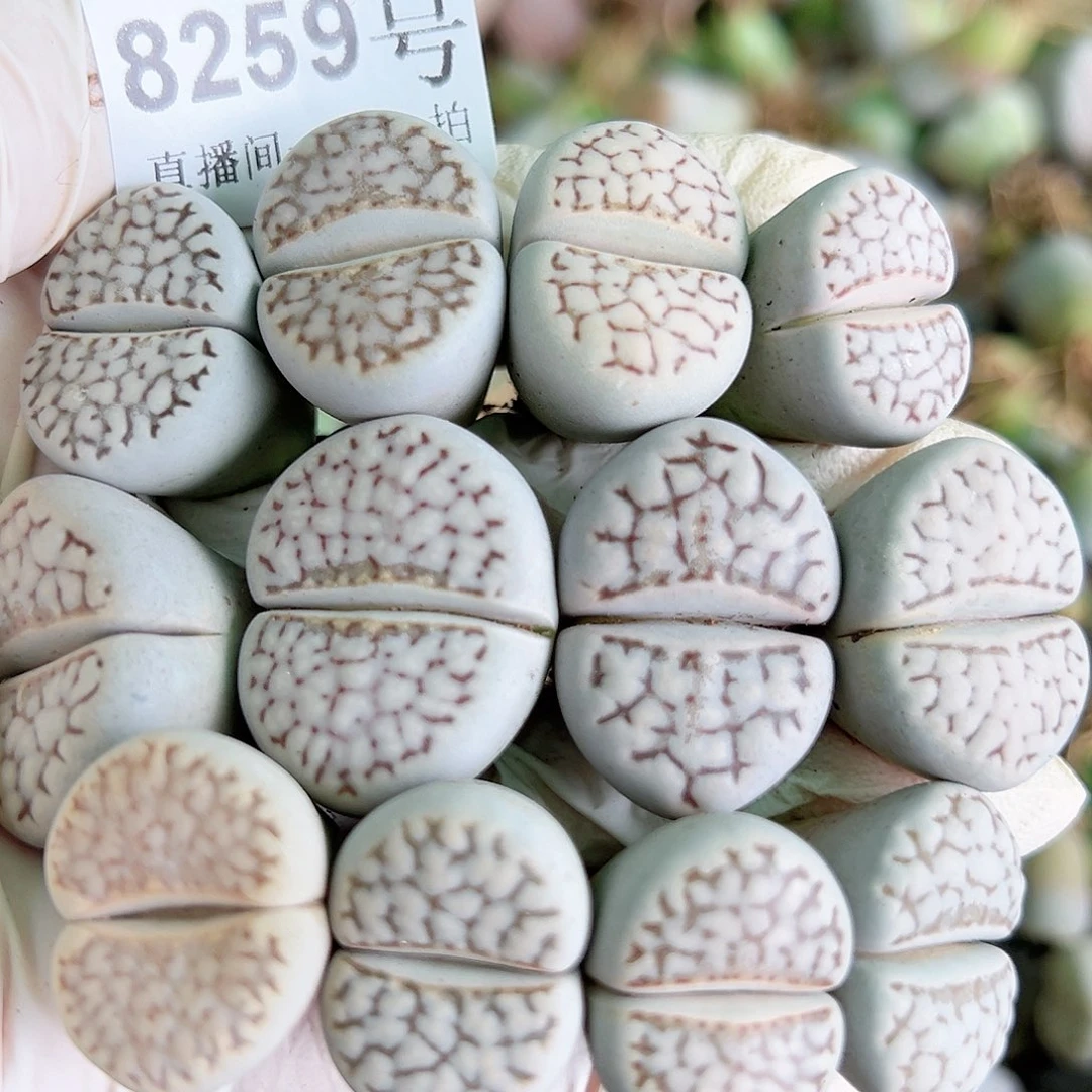 8259 好养易活生石花大母本16个2-2.5cm