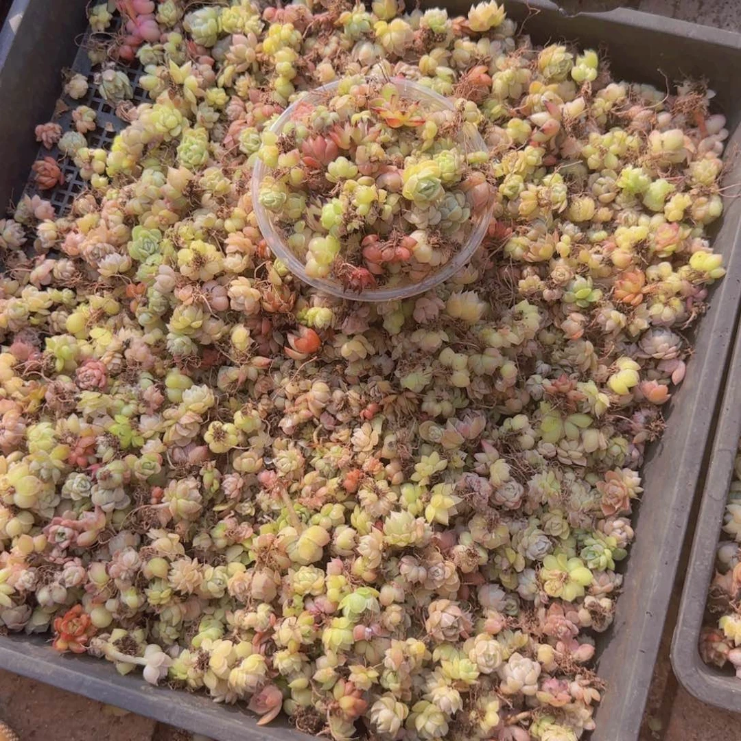 饭盒小苗保底50颗以上量拍