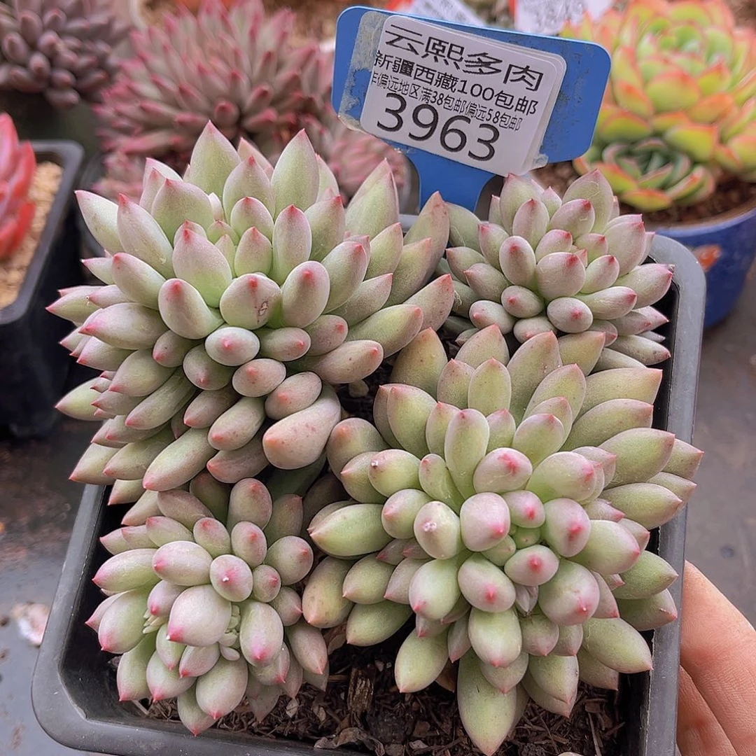 3963岩字美人多肉植物