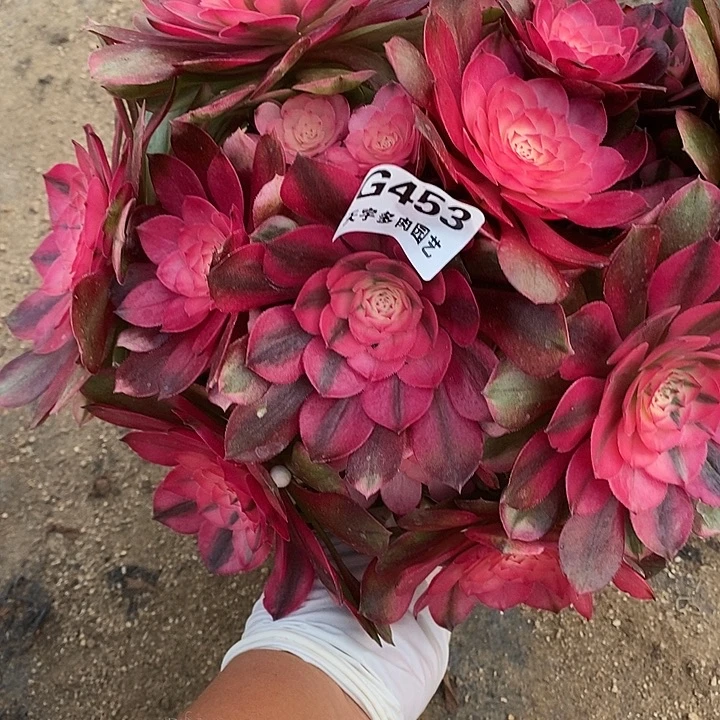 多肉植物荔枝453多肉