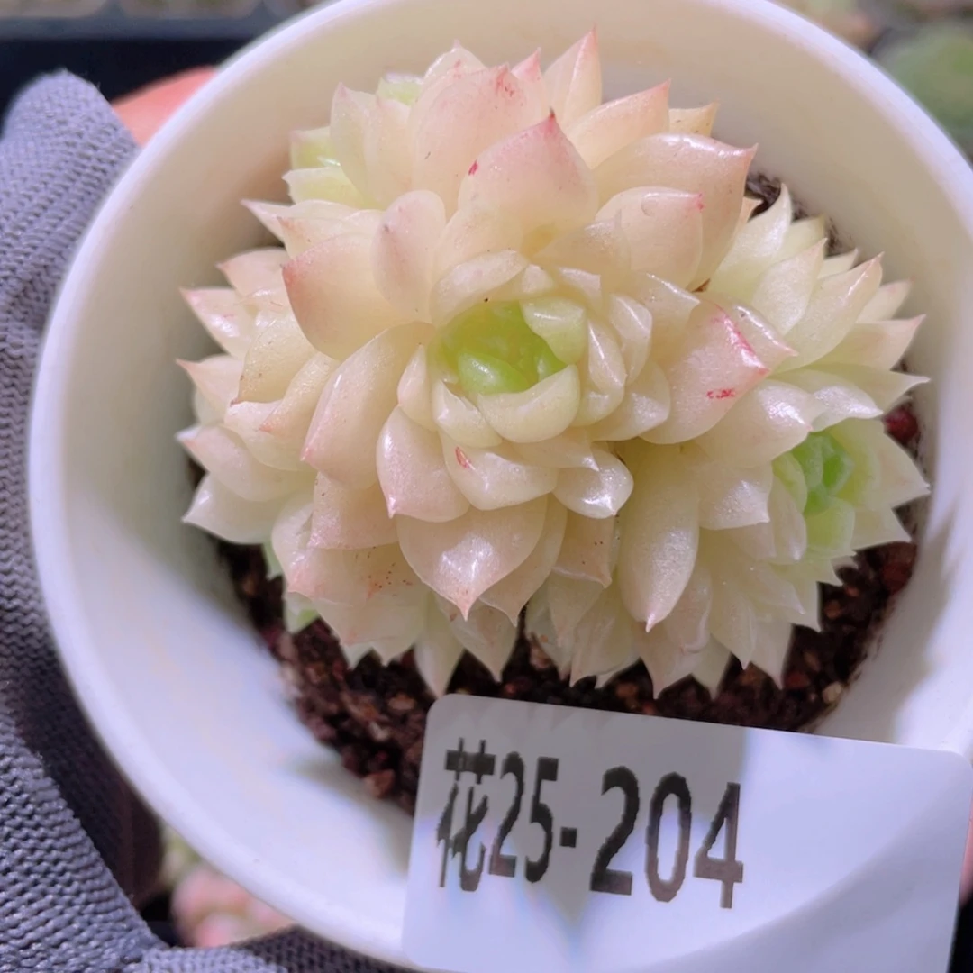 花利美25-204麦秆群