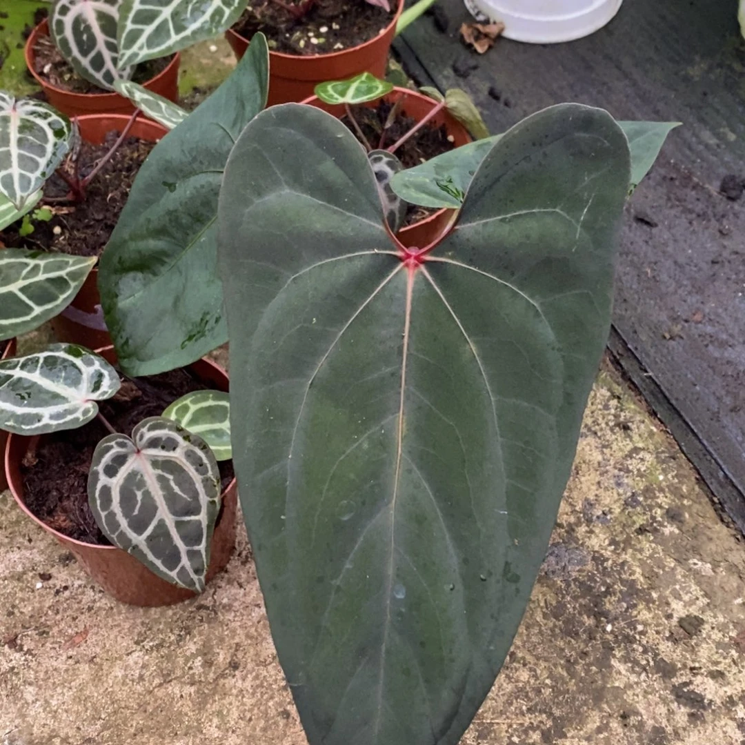 无花朵黑凤凰xfs花烛