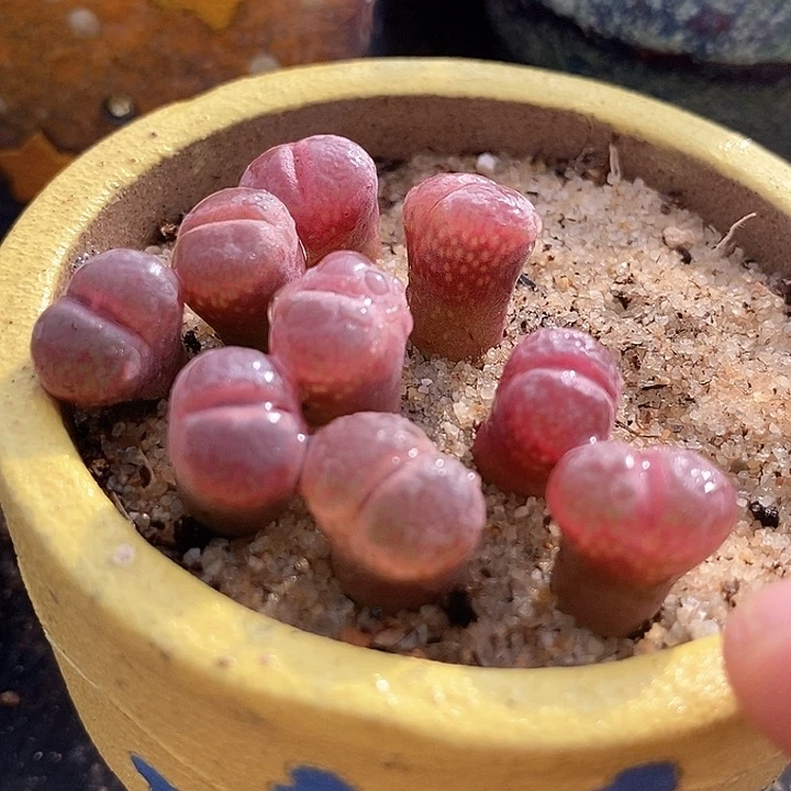25513风铃c10白花优选一颗