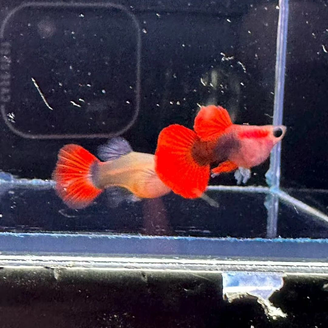 纯种红礼服热带鱼（需要联系主播）