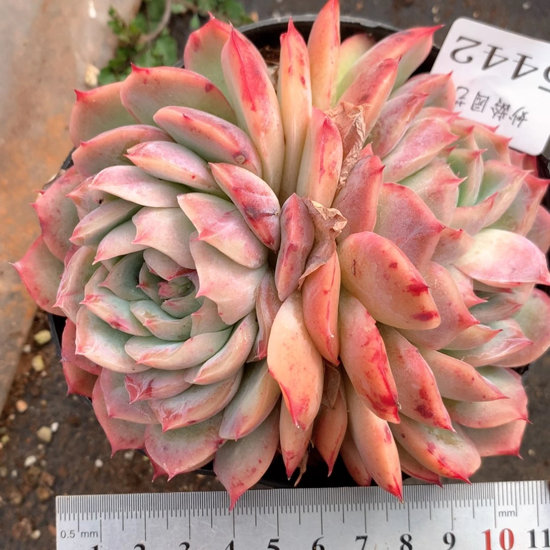 5442杂交多肉植物