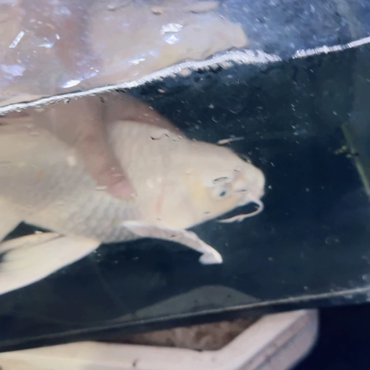 我***财海水鱼蝴蝶鲤包邮120
