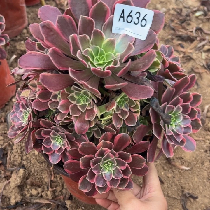 金丝却多肉植物636.