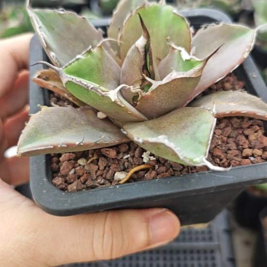 黑豹仁王冠龙舌兰包邮非偏远