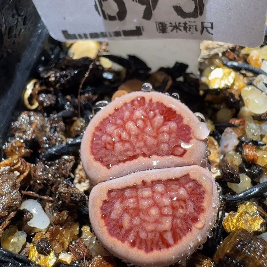 zzzz生石花肉锥693
