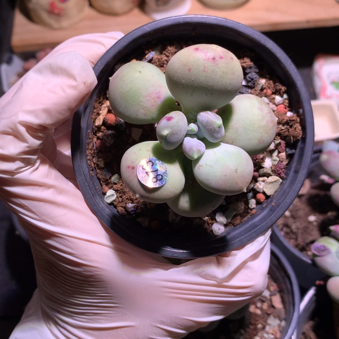 873 小屁桃奶酪多肉