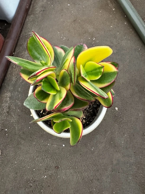 2盆小号新花月锦多肉植物（偏远地区不发货）