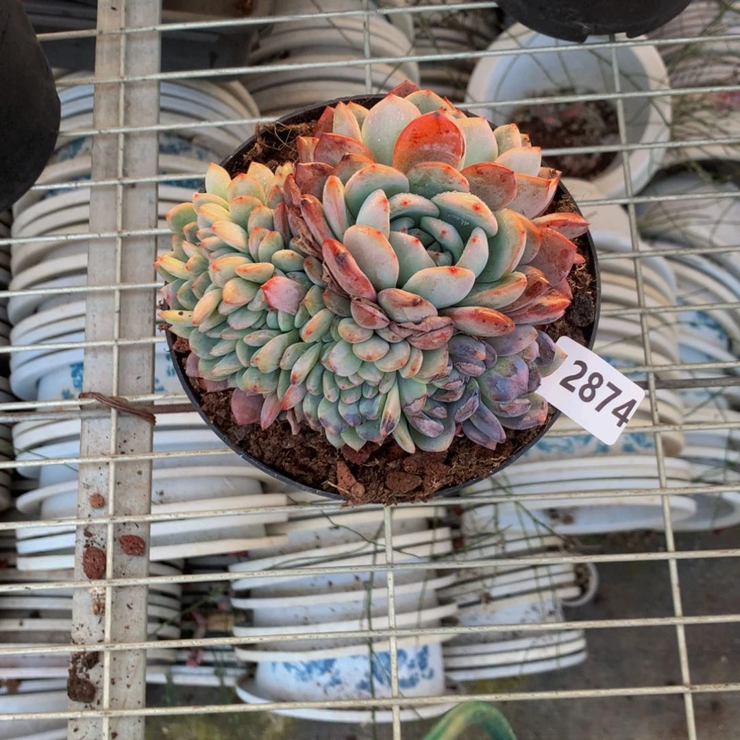 o****.2874全明星首发出场了一个