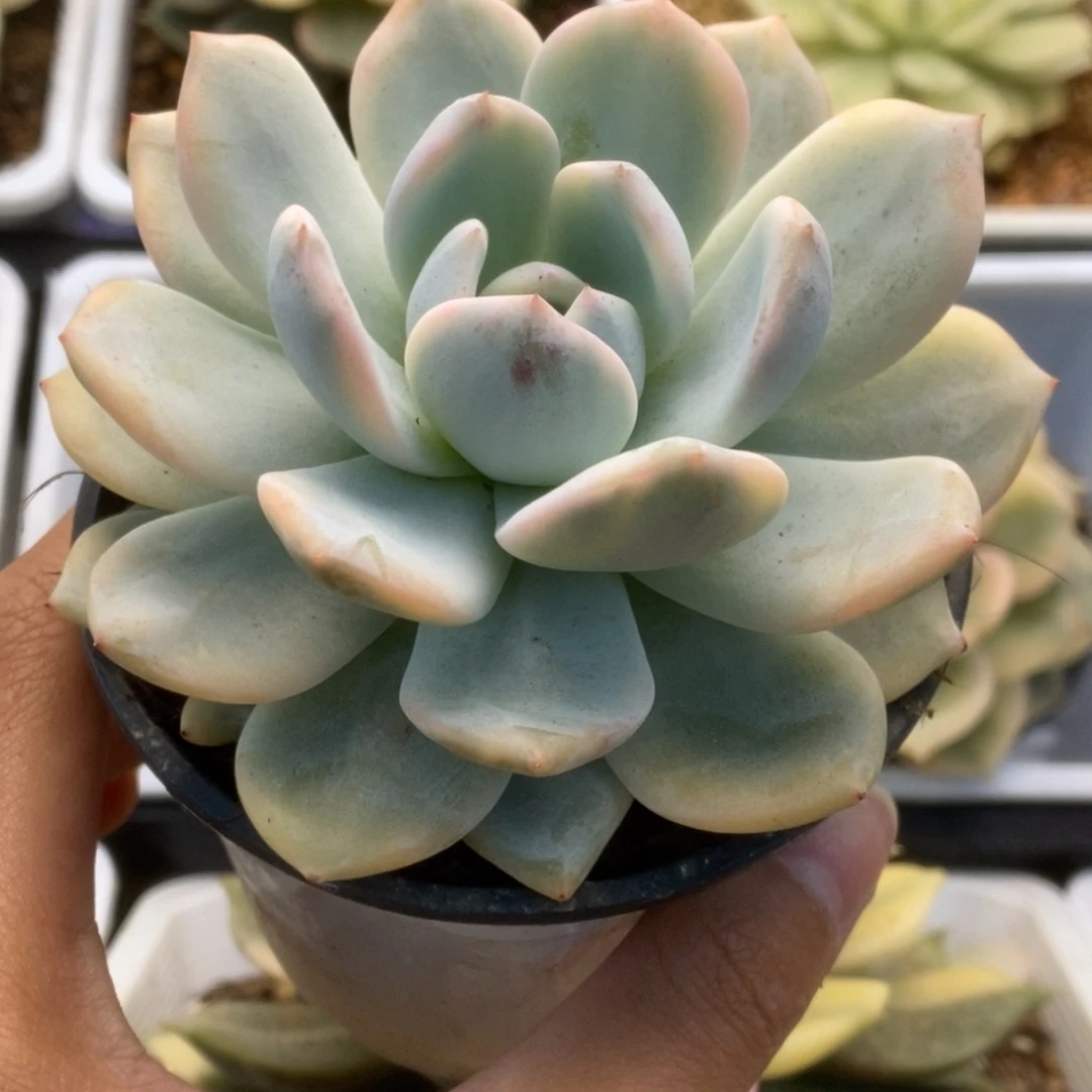 695橙子锦锦锦锦锦锦