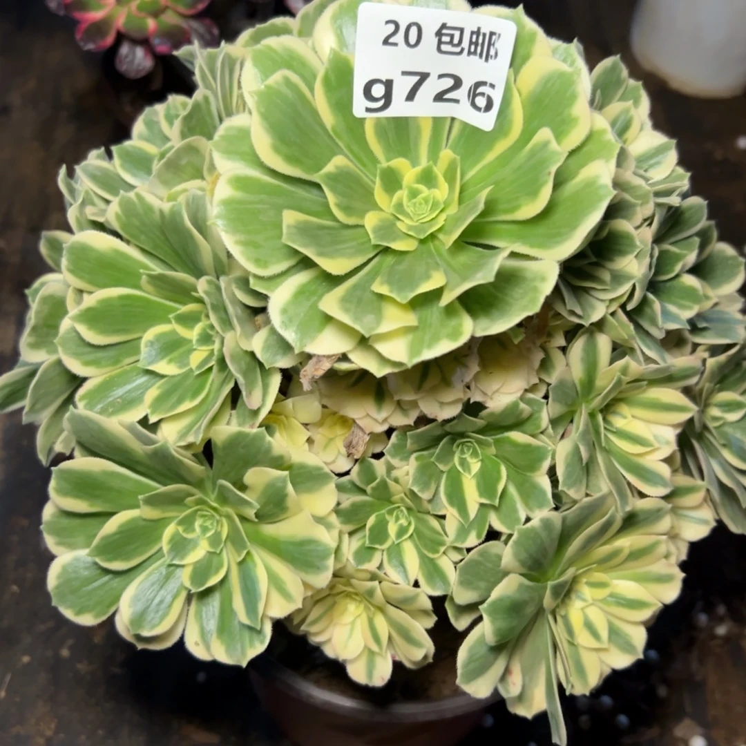 726迈巴赫，满20包邮嘟叮熊