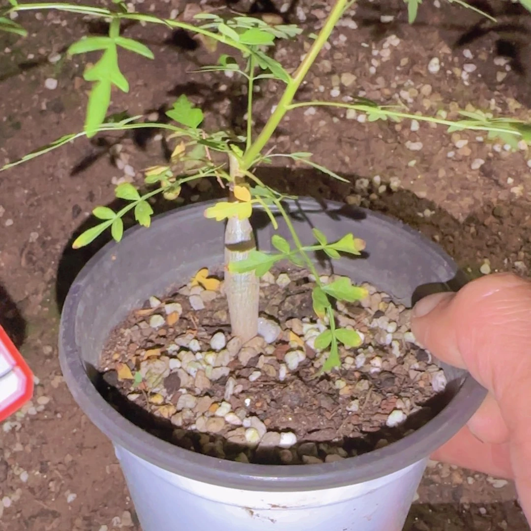 L***g块根植物块根植物