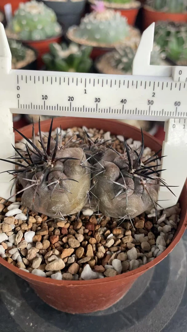 绿植169号 ，6cm实生三头帝冠龙，龙爪属五年株球体圆润深邃黑粗刺