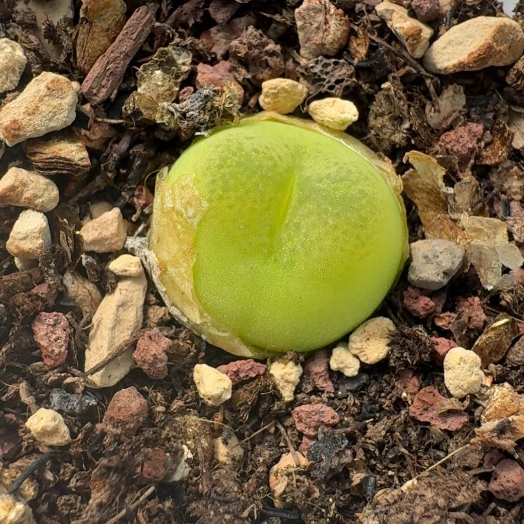 696毛o泡一颗555888888