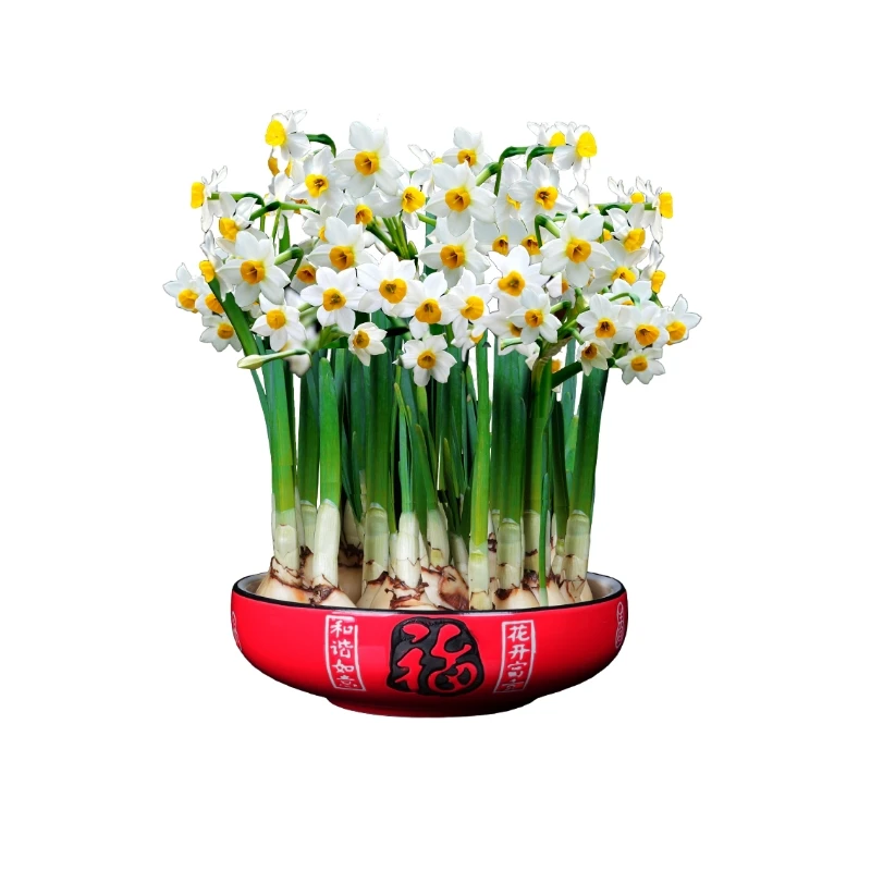 【带盆已养护】好发芽漳州水仙花种球冬季年宵花带盆带球发芽满盆