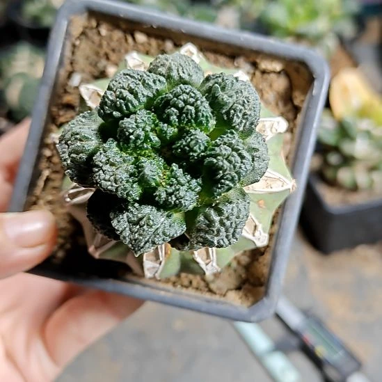 无毛菜花牡丹苗接317