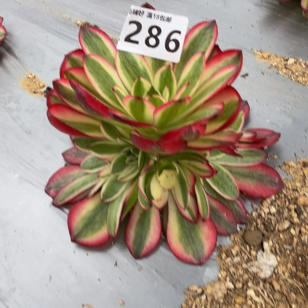 286荔枝。多肉植物