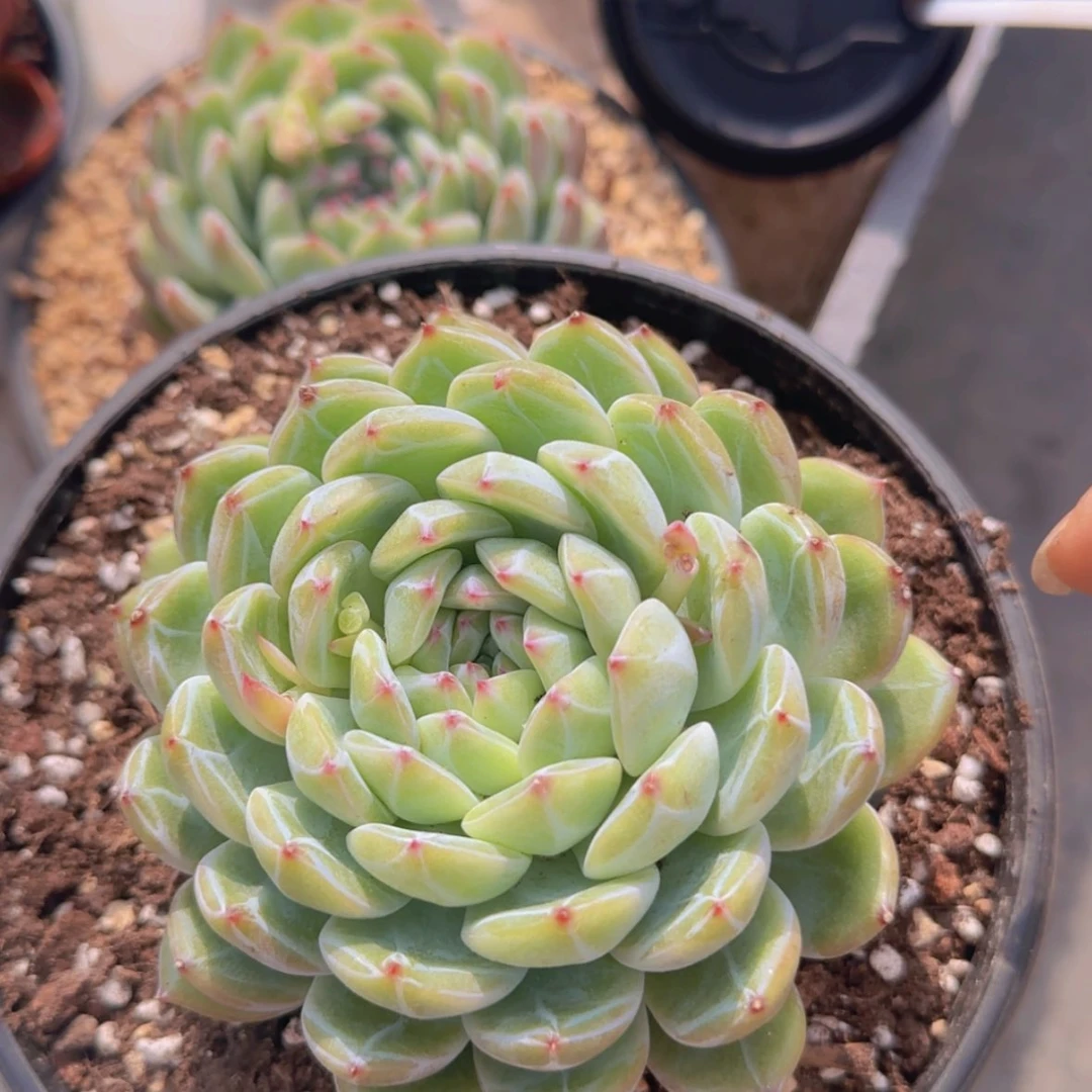 【闪购商品】母本雪花珍妮