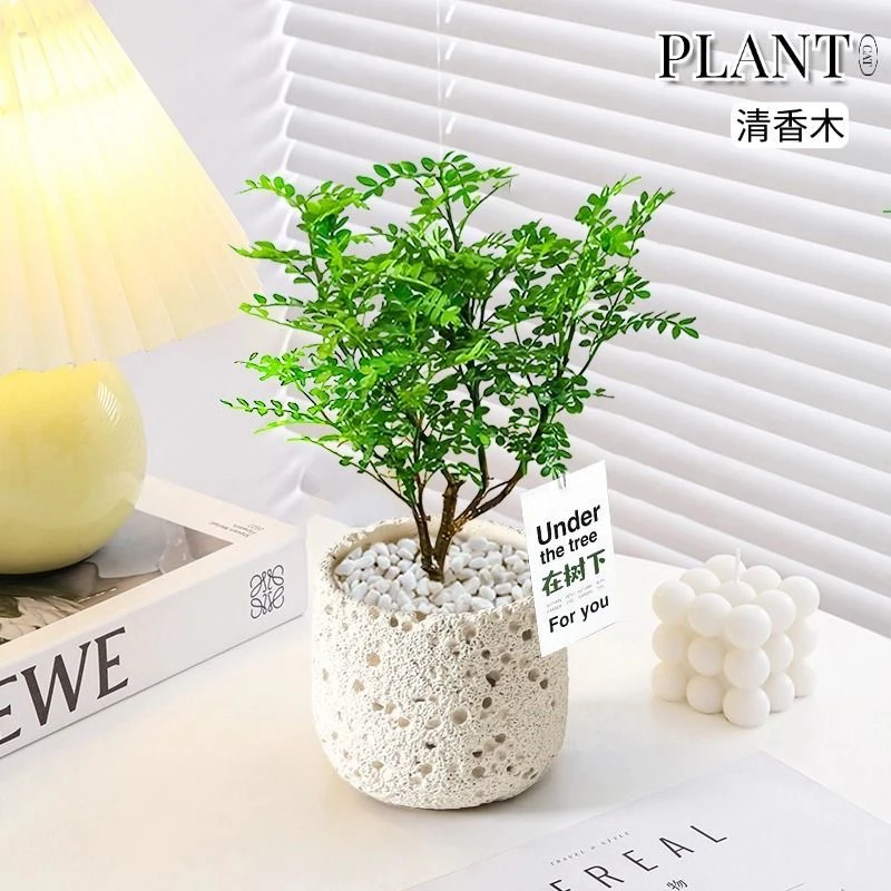 【清香胡椒木】驱虫高度植物盆栽室内绿植常青净化空气除甲醛好养活