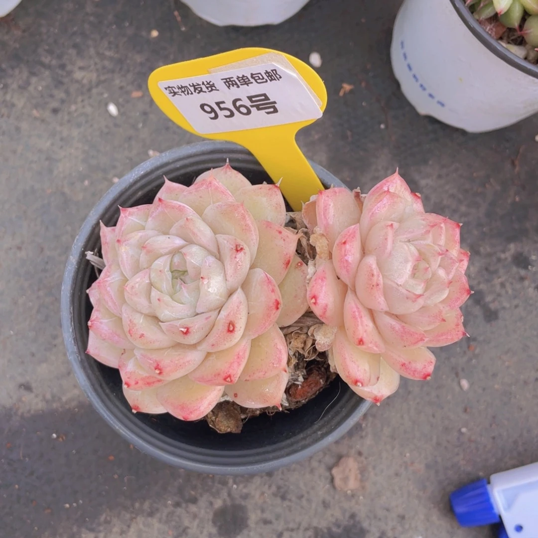 956号粉麦秆双头一个不包整