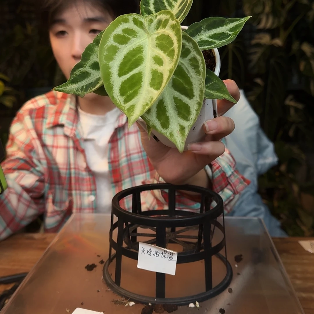 完全开放L75银刷子