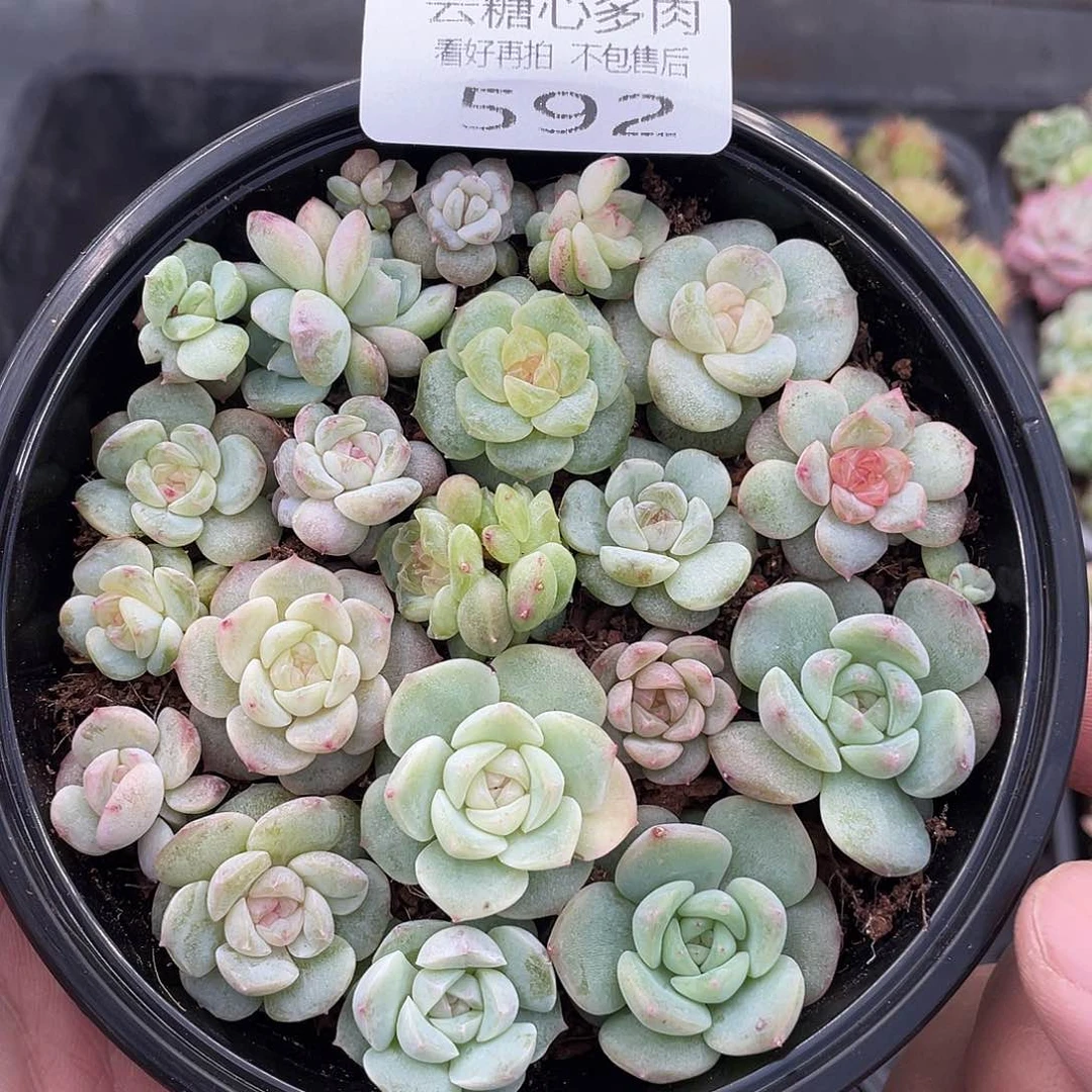 云糖心多肉植物592