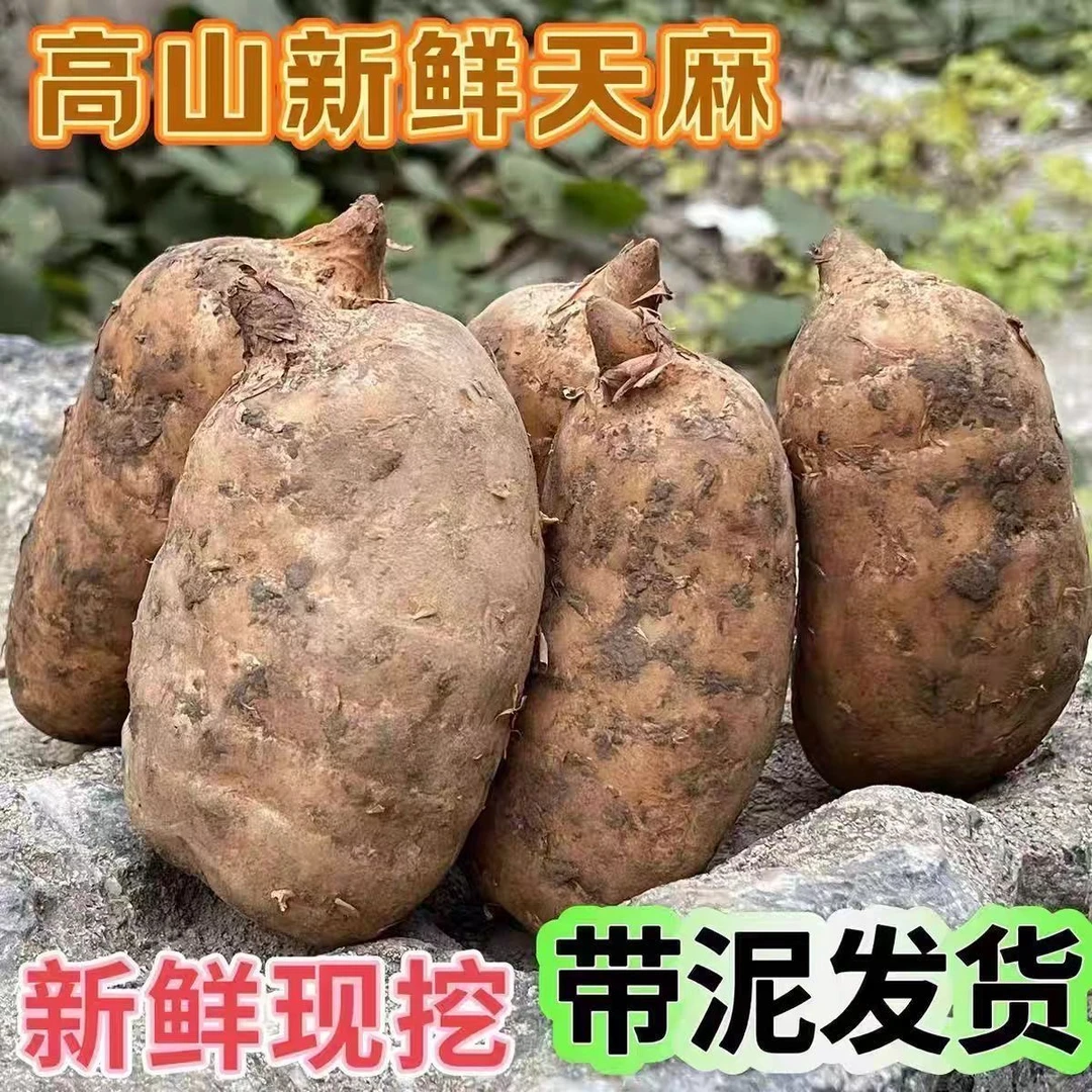 天麻恩施新鲜天麻仿野生种植深山煲汤天麻天麻新鲜野天麻正宗