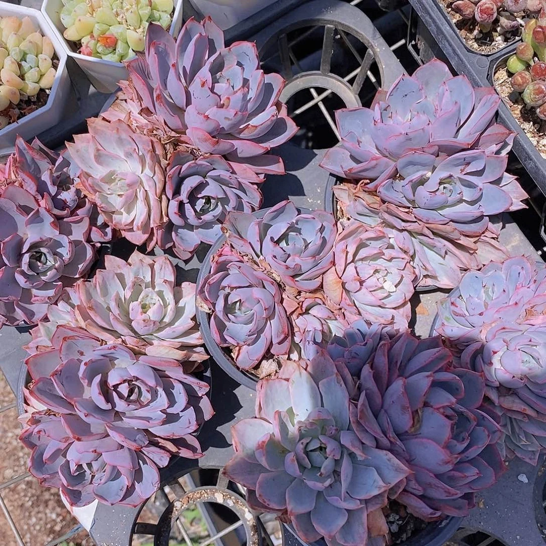 0616/ 赫拉一点点锦福利一颗量拍