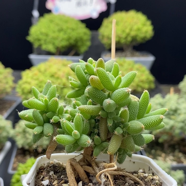 实生玉米6748枝干番杏