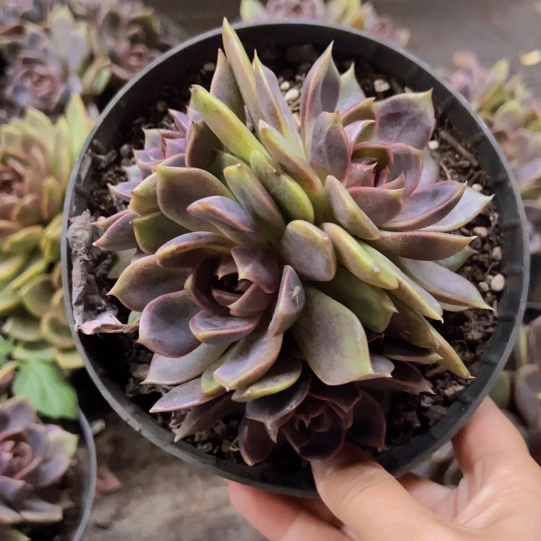 巧克力慕斯三头起发