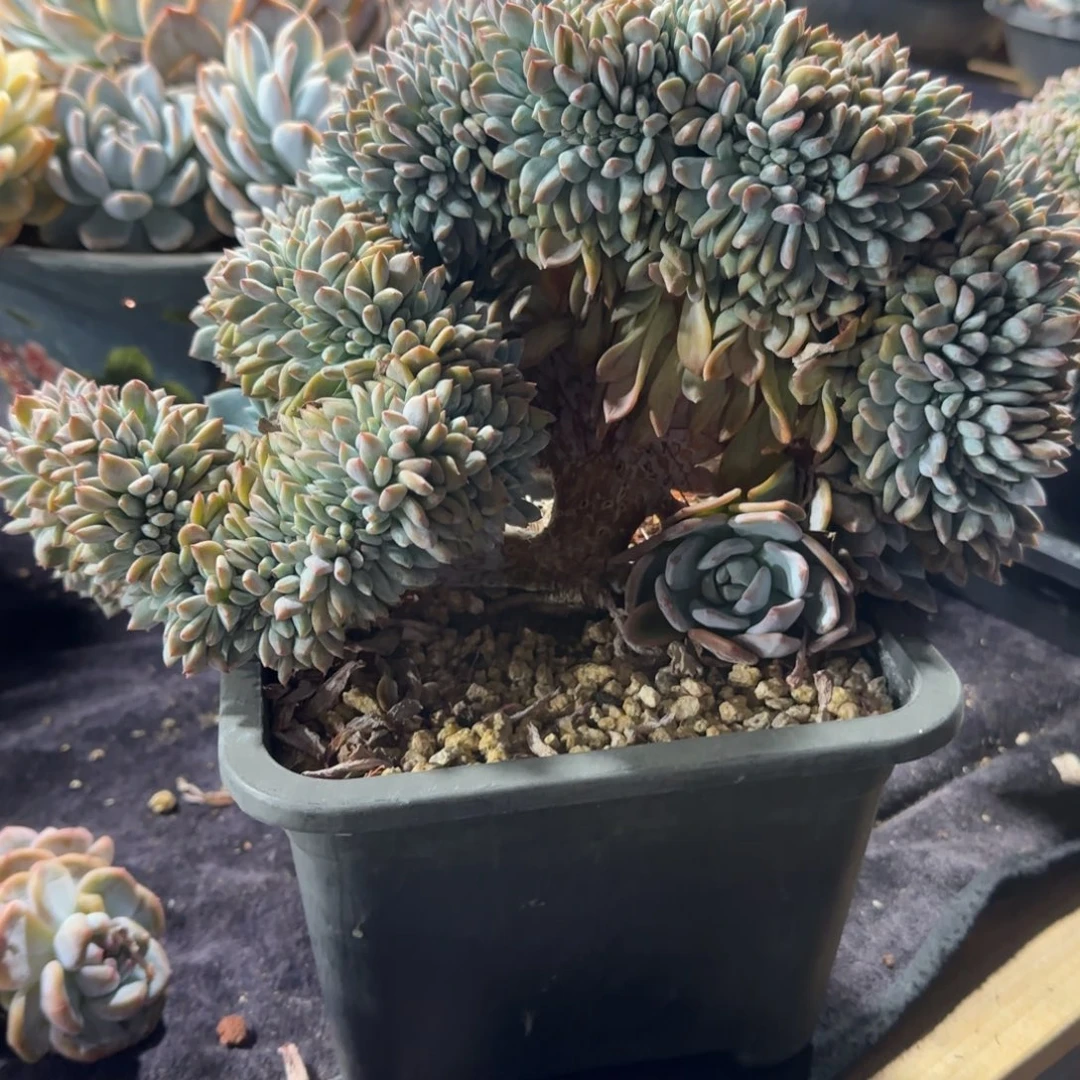 皛***狸星影大缀化一物一拍