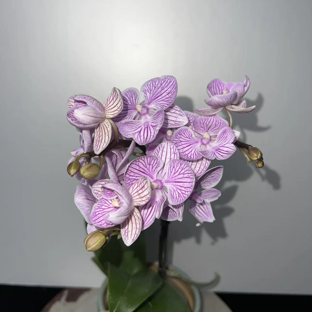 明兰花卉（樱花）带花带花苞3.0寸杯发货AA