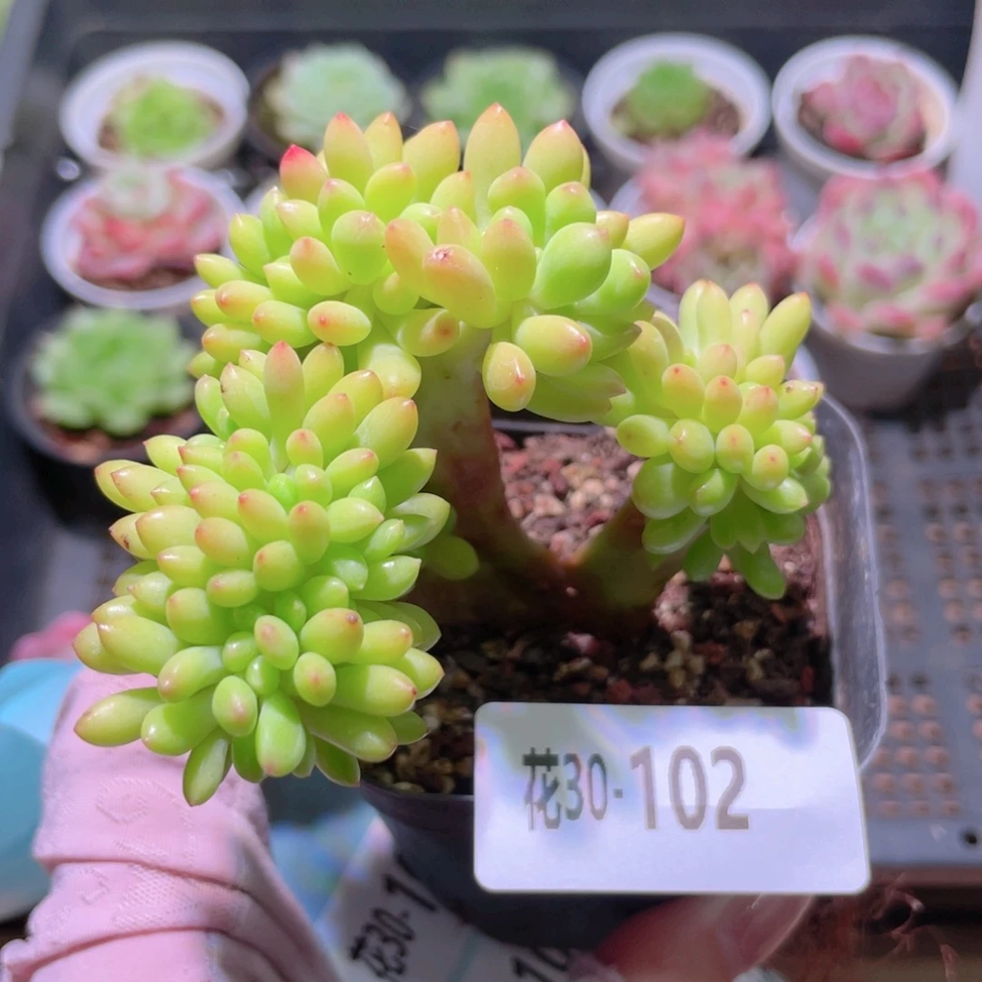花利美30-102青松缀化