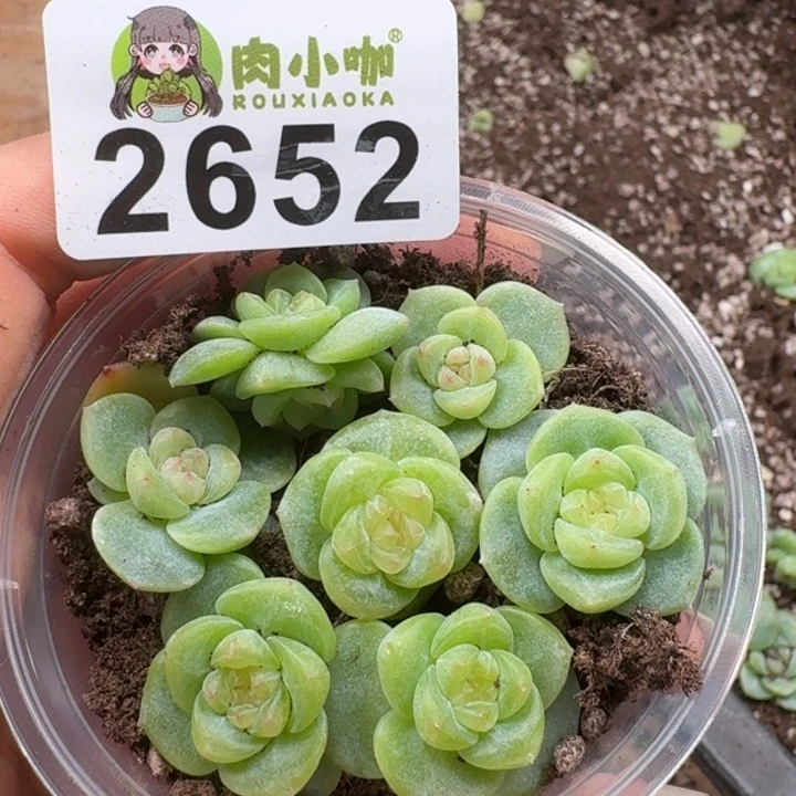 多肉植物多头植物