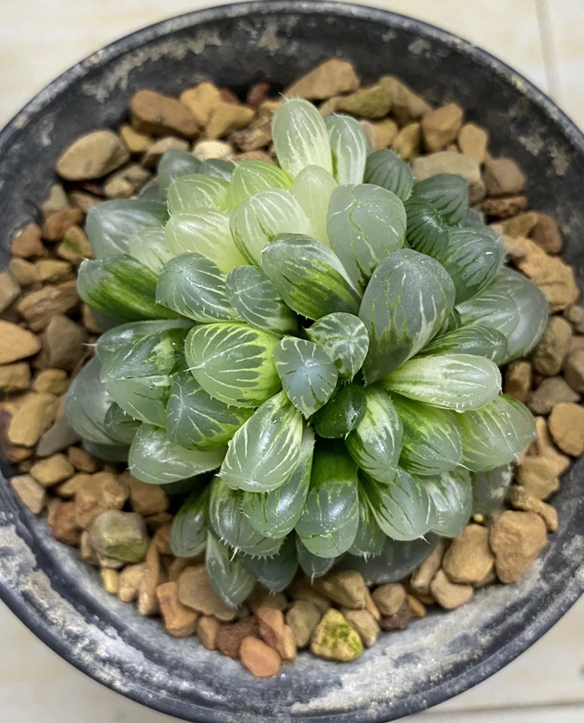 多肉植物糯姬玉露锦群生室内盆栽带盆